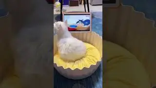 Indeed, cat behavior is unpredictable and very adorable😁🤗#funny cats