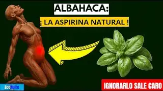 ALBAHACA: La ASPIRINIA Natural &iexcl;Esto Ocurre Cuando la Consumes!
