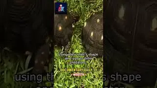 TORTOISE: The Ultimate Survivor of the Wild.