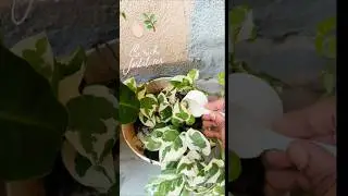 Calcium rich fertilizer at home for plants🌱🌷#shorts #shortfeed #gardeningtips #fertilizer #plantcare