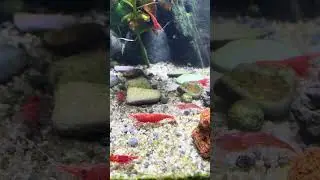 Cherry shrimp nano tank setup #aquarium #plantedtank #shorts