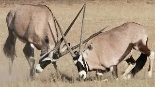 Wild animals discovery in hindi africa nature documentaries wildlife nature from antelope