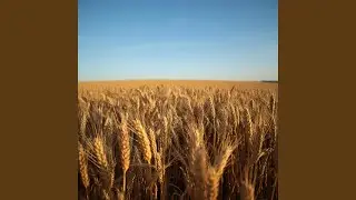 The Harvest Song