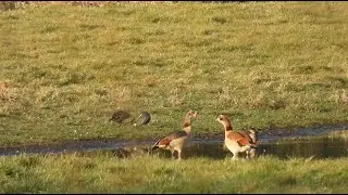 Egyptian Geese mating, Teal Ducks, Mallard Ducks, Canada Geese, Black-headed Gulls - 7th Mar 2025