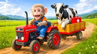 Monkey Farmer Drives a Red Tractor to Rescue a Trapped Cow | KuTo Monkey Farm | Monkey Farm Work