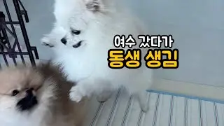 여수 갔다 왔는데 집에 강아지가 둘…