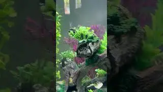 Feeding my pet baby bass and bream!!