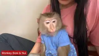 Poni's visited the monkey houses Nui