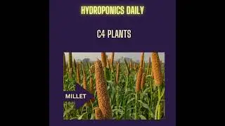 Are you growing a C4 crop? Maize, millet, Sorghum, Bermuda Grass etc