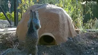 TerraTrap Ground Squirrel Instructional Guide