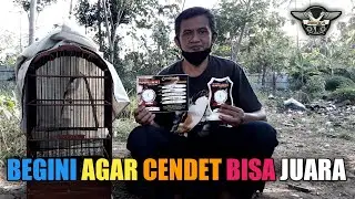 Menyiapkan Cendet ke Lomba | Lozer Om Jun Leak
