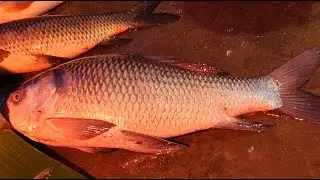 Saddam All Fish Cutting Skills | Big Snapper Fish Cutting Skills In Fish Market #fish​ 🐟🔪🐠