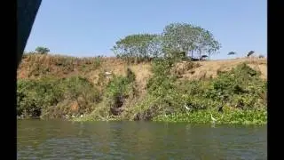 Source of the Nile River     Plant photos    HHF Video
