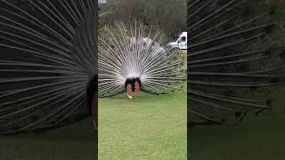 exibi&ccedil;&atilde;o do pav&atilde;o