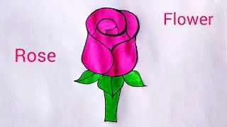 Rose flower colour painting🌹🥀 flower painting 🎨🖌️How to draw rose flower drawing easy step by step 