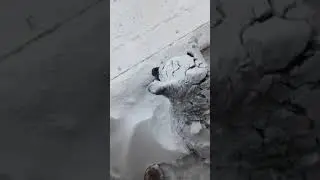 Dog wakes up covered under Snow after staying outside during Snow Blizzard