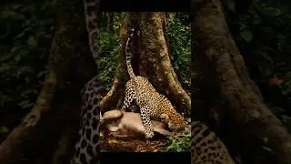 #wildlife #jungle #shorts #viral