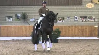 Fidertanz v. Fidermark - Ravallo / Hengstvorführung Vechta 2016 / Böckmann Pferde