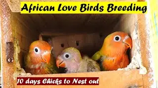 Amazing African love birds Breeding | Growth stages of baby Love bird | Exotic birds