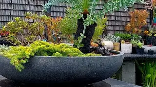 The Garden Pot Workshop 2022  Container gardens under development
