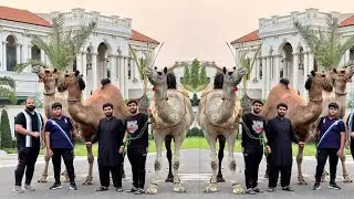 Camel Beauty Competition Faisalabad 2024 #bakra_mandi #cow_mandi #camel #cow #qurbani_2024 #bakra
