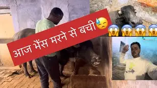 😓आज भैंस मरने से बची! Aaj bainsh marne se bachi#vlog 15