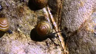 Euconulus fulvus, Brown Hive Snail