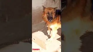 DOG BARKING DOG SOUNDS german shepherd dog bark #viral #germanshepherd #shorts #viral #trending