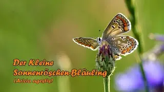 Der Kleine Sonnenröschen-Bläuling
