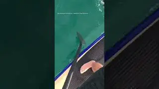 Orcas check out paddleboarder