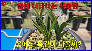 잎에 나타나는 색반으로 색화를 판단할수 있을까?