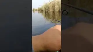 ⚡ Bir Atış &ndash; Bir Durna Balığı! Qayıqda inanılmaz an🐟 #fishing #balıq&ccedil;ılıq #durnabalığı #pikefishing