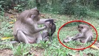 So Sad Baby Monkey Cry Loudly Cos Mom Hit,  Monkey baby, Thaineathmonkeys 52