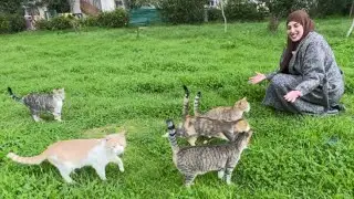 Я ласкала бездомных кошек, но две из них чуть не подрались, поэтому я принесла им еду.