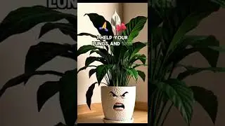 Useful Indoor Plants