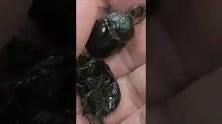 Black rain beetles