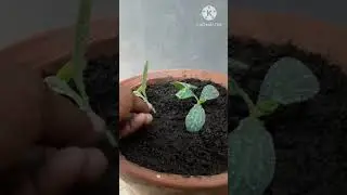 How to grow Little pumpkin trees from pumpkin seeds at home #shorts #viral #shortsfeeds #pumpkin #yt