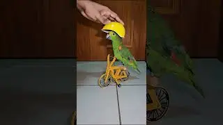 Cycling parrot #birds #cycling #cyclist #bike #bicycle #bikelife #parrot #parrots #pets #animals