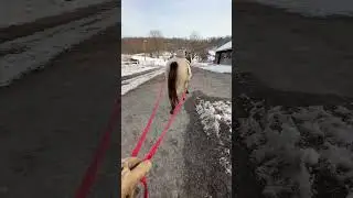 Обучение спасенных лошадей: важность управления лошадью с земли.