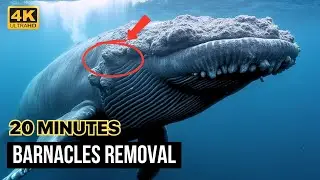 Barnacles REMOVAL Rescue: Humpback Whales, Turtles in 20 Minutes!