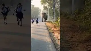 Wild Elephant Charges Village Road 😱 | Kids Escape Just in Time | Real Morning Footage