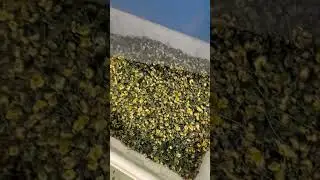 Q5 chrysanthemum color sorter machine #chrysanthemumflowers #dryflowers