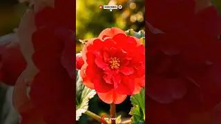 timelapse showing a Begonia flower. #timelapse #flower #viral #fyp #plant #plants
