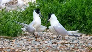 A look inside the Wagejot Sandwich tern colony on Texel