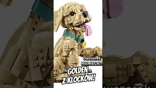 Golden retriever... z KLOCK&Oacute;W?! TAK!