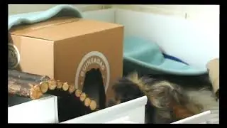 A guinea pig mental health guide