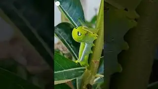 Garden pests // How to Get Rid of Caterpillars