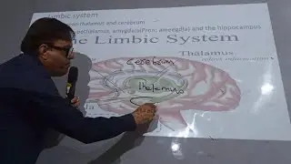 Lec#8 | Fore brain | Mid brain | Hind Brain 