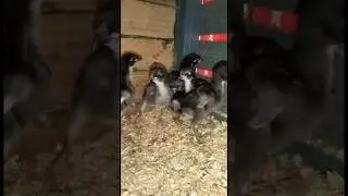 MashaAllah Pure Thai Aseel chicks 🐥