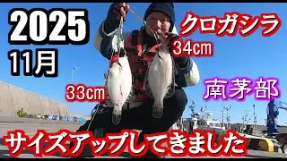 【釣り】【魔改造ブラー】南茅部でクロガシラがサイズアップしてきています。